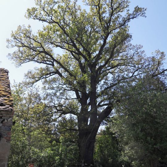 Zhůřský křemelák