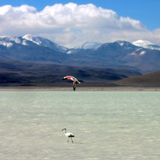 Laguna Blanca