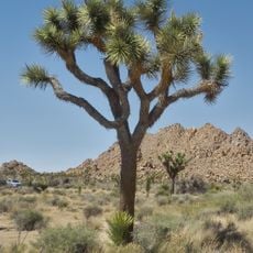 Joshua-Tree-Nationalpark