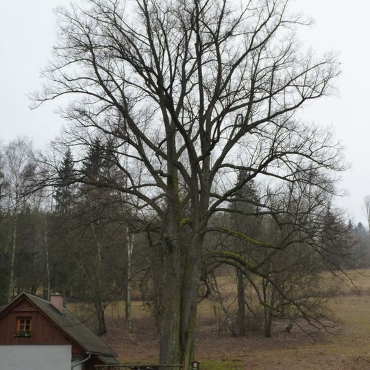 Lípa v Karlově u čp.1