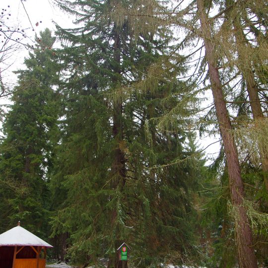 Smrk u kříže za Favoritem