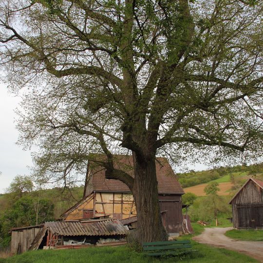 Winterlinde Kleewiesen