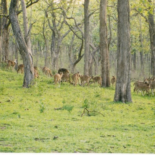 Bandipur National Park
