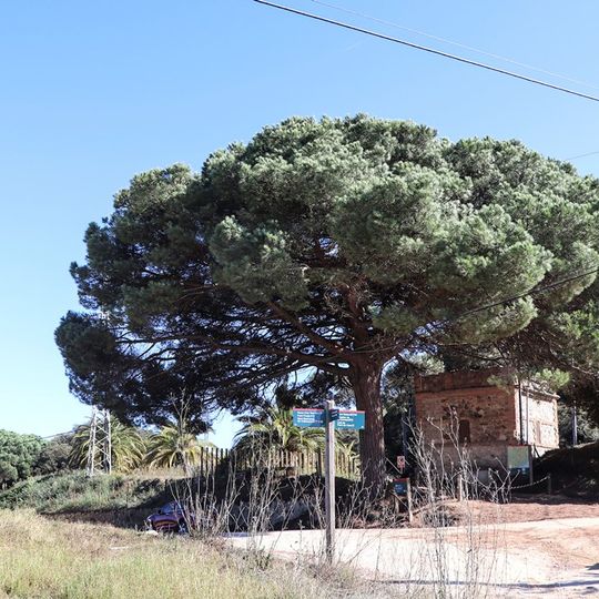 Pi de la Creu de Can Boquet