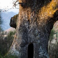 La quercia di Frà Egidio