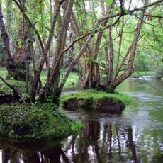 Parco nazionale di New Forest