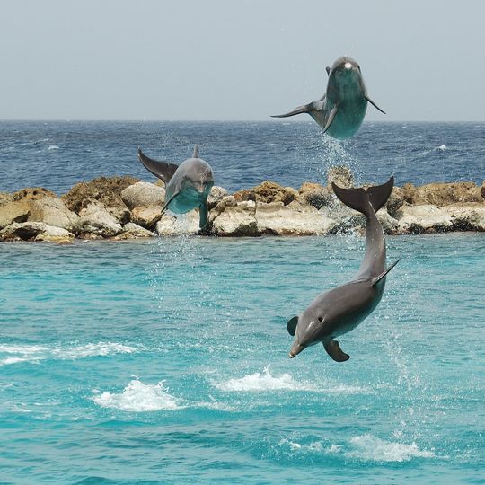 Curaçao Sea Aquarium