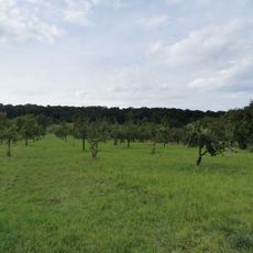 Hartwald mit Umgebung