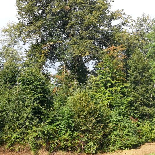 1 Linde im Staffelgehren