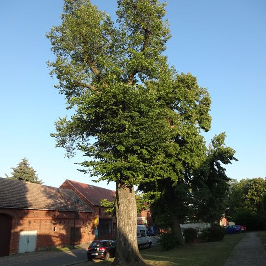 Naturdenkmal Ulme  vor Rosenthal 58 ; Flur 1, Flurstück 1/6 in Rosenthal