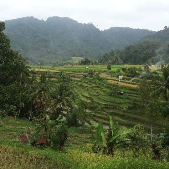Terraced rice fields