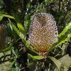 Mooloolah River National Park