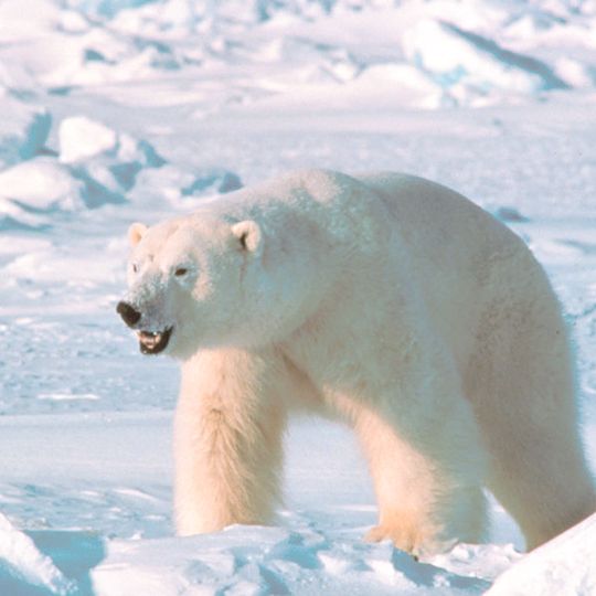 Zapovednik Bolsjoj Arktitsjeski