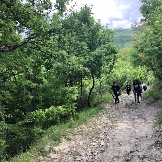 Foresta Gallipoli Cognato