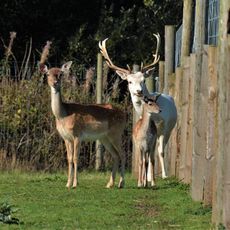 Hillview Animal Park
