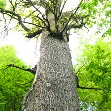Bärenwaldeiche bei Niederholzklau