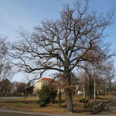 Dub v Novém Kníně