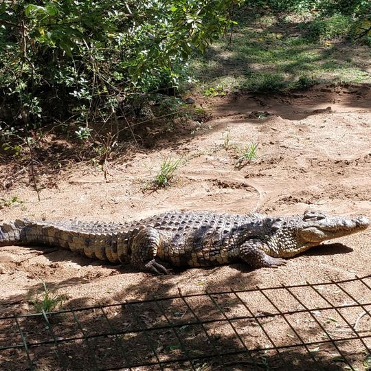 Crocodile Centre