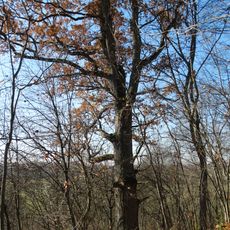 Skaudvilės ąžuolas