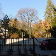 Klon pospolity przy ulicy Ciszewskiej 8