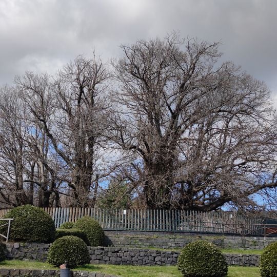 Castagno dei Cento Cavalli