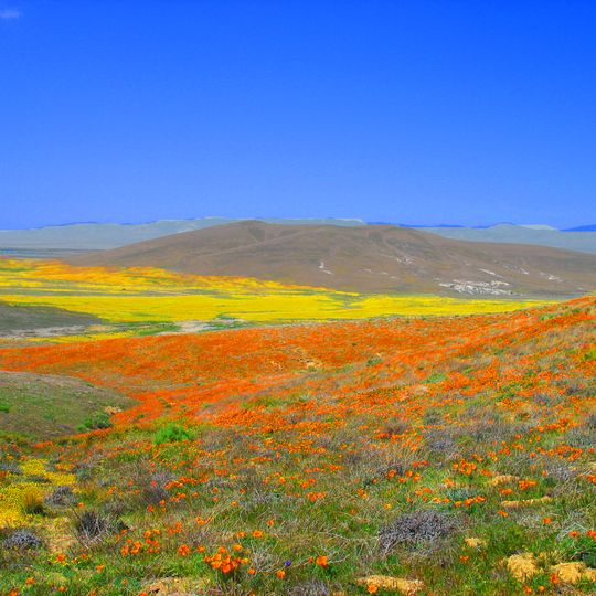 Antelope Valley California Poppy Reserve