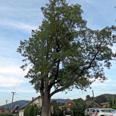 Jasan u Šalenů v Adolfovicích