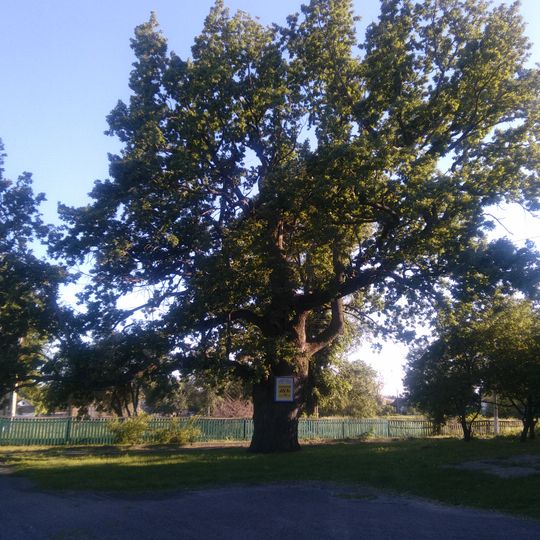 Heilivshchyna Oak