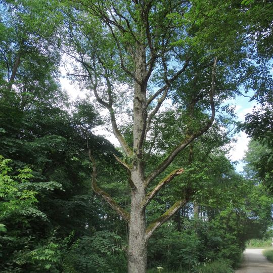 Juodalksnis Gumbulis