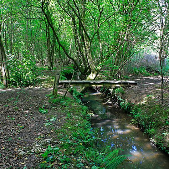 Botley Wood and Everett's and Mushes Copses