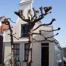 Houten dijkhuis met halsgevel (ingezwenkt voorschot) uit 19de eeuw