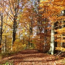 Walenbos