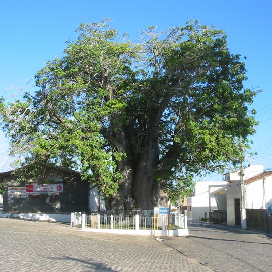 Baobá em Nísia Floresta