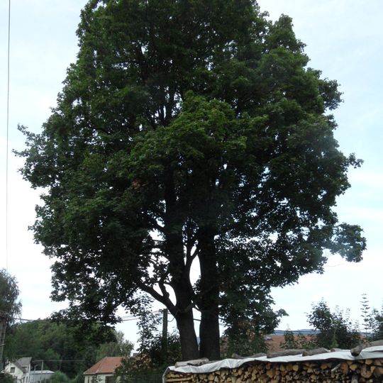 Javory u mateřské školy