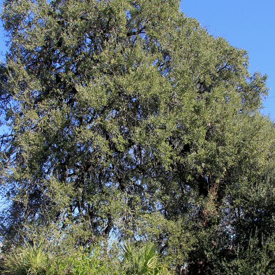 Treaty Oak