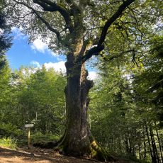 Chêne remarquable