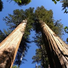 Parc d'État de Calaveras Big Trees