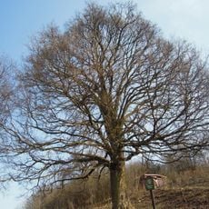 Babyka za humny v Rokytnici
