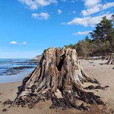 Zatopiony las koło Czołpina