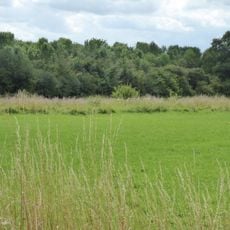 Fox Fritillary Meadow