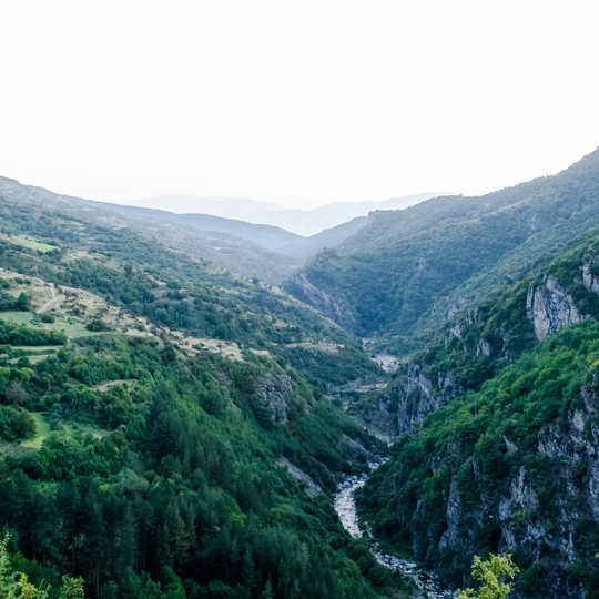 Тъмната гора