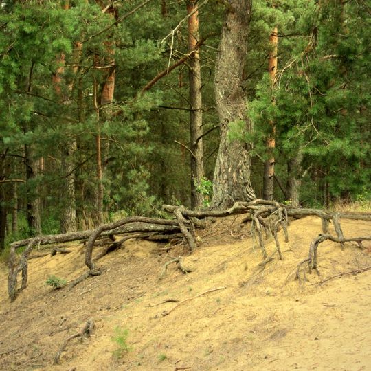 Binnendünen bei Siegenburg und Offenstetten