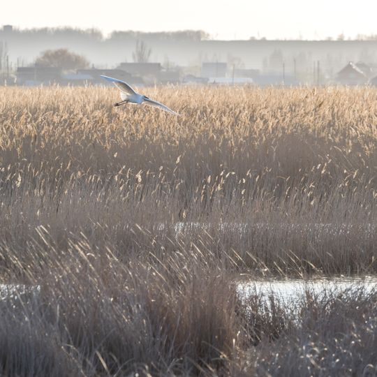 Приазовський чапельник