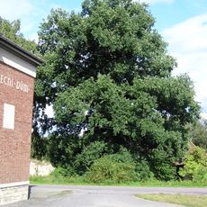 Dub letní v Hrušové