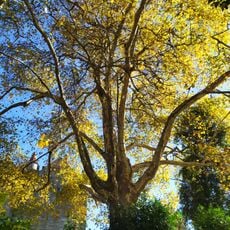 Árvore isolada em Jardins do Paço dos Duques de Bragança