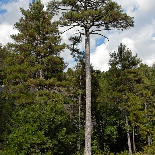 Pinassa de Sant Llogari