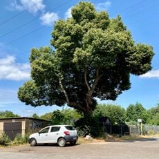 Tilia cordata, Leostraße/Ecke Lazarusstraße Leipzig