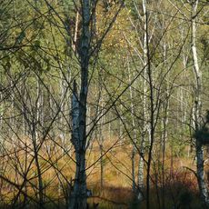 Nature reserve Mszar Bogdaniec