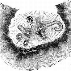 Alligator Effigy Mound