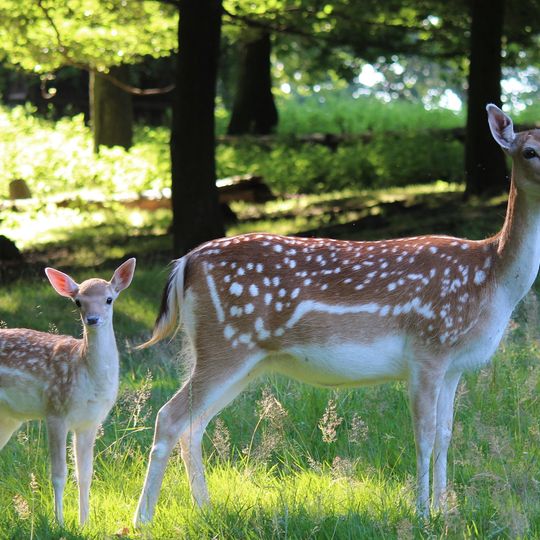 Wald- und Wildpark Rolandseck